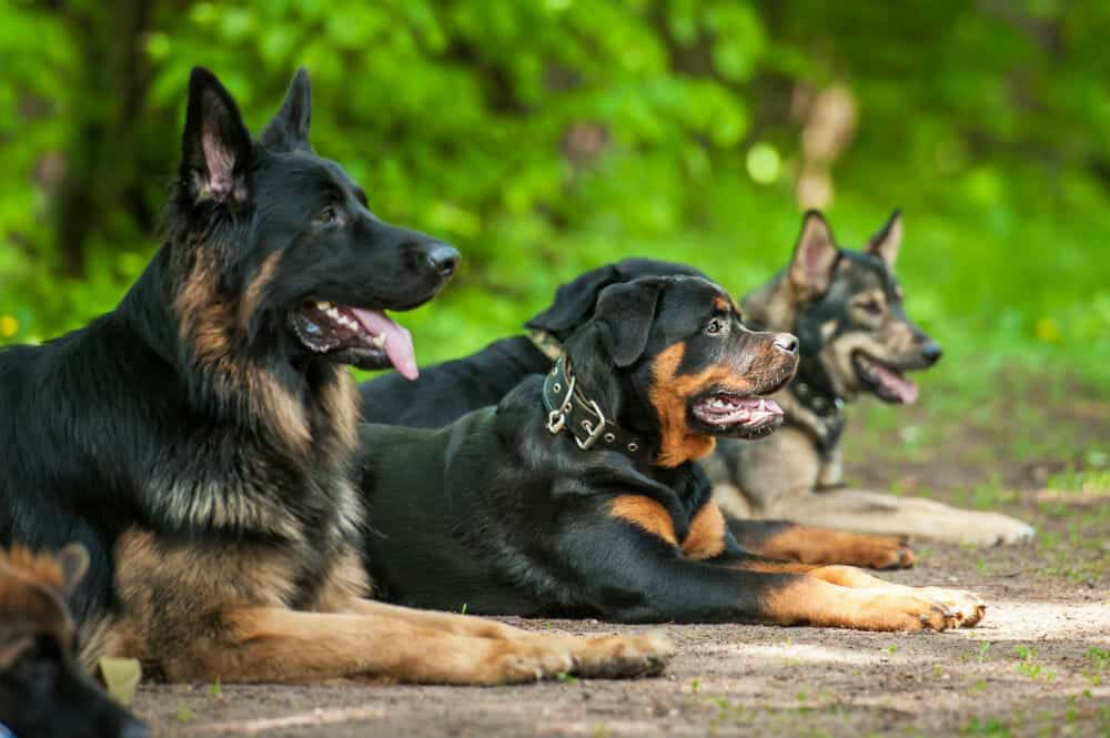 Security Dogs